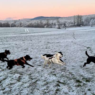Hundetreffen-Retrievertreffen auf dem Altenburger 😊-Bild