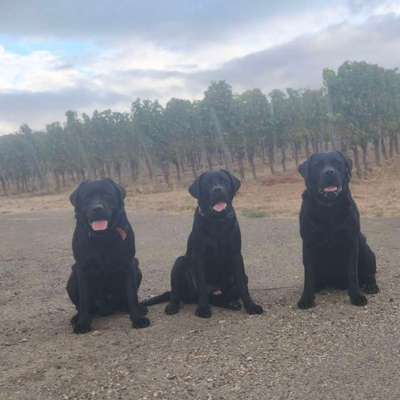 Hundetreffen-Junghunde treffen-Bild