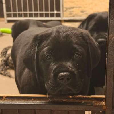 Hundetreffen-Spielpartner gesucht-Bild