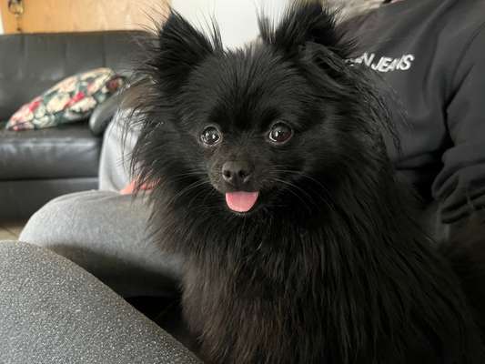 Wie heißt dein Hund?-Beitrag-Bild