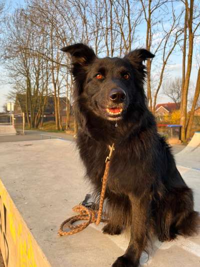 Altdeutsche Hütehunde-Beitrag-Bild