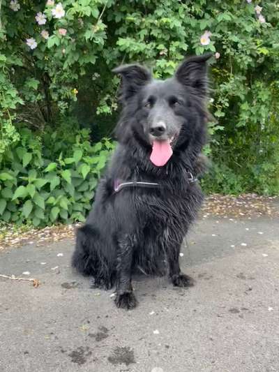 Altdeutsche Hütehunde-Beitrag-Bild