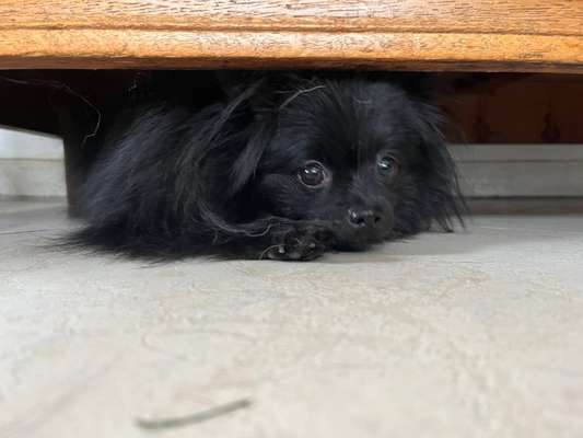 Dogorama Photo Challenge - Tarnung ist alles-Beitrag-Bild