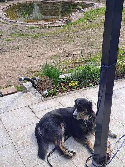 Wo sind die Golden Retriever Liebhaber?-Beitrag-Bild