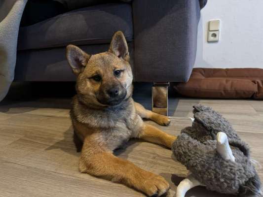 Shiba - Eltern-Beitrag-Bild