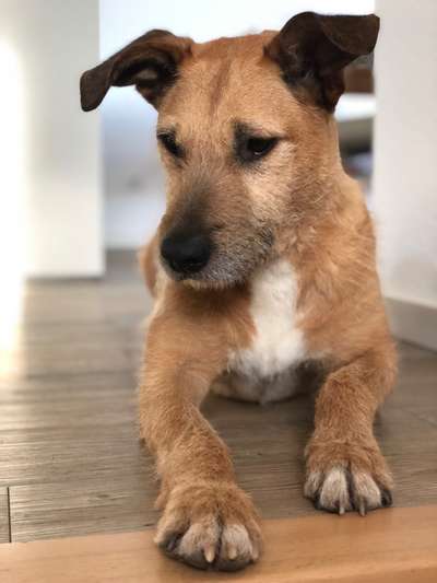 Mischlingshunde Foto Aufruf-Beitrag-Bild