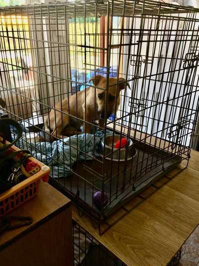 Welpen Bilder !-Beitrag-Bild