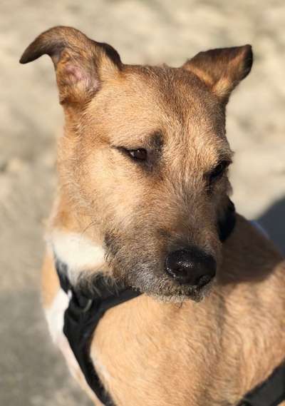 Mischlingshunde Foto Aufruf-Beitrag-Bild