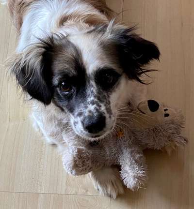 Mischlingshunde Foto Aufruf-Beitrag-Bild