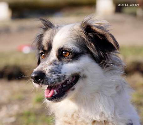 Mischlingshunde Foto Aufruf-Beitrag-Bild