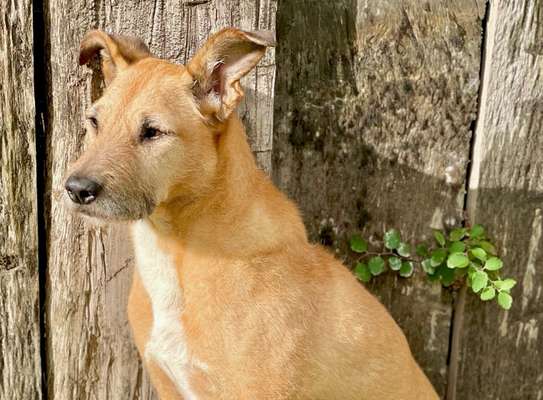 Mischlingshunde Foto Aufruf-Beitrag-Bild