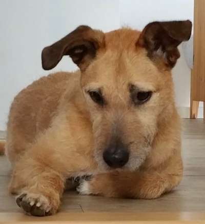 Mischlingshunde Foto Aufruf-Beitrag-Bild