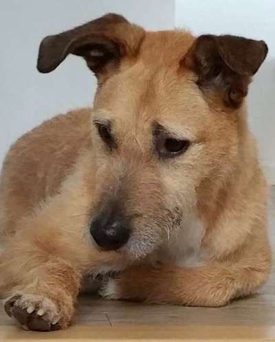 Dein Hund im Dogorama-Kalender 2021-Beitrag-Bild