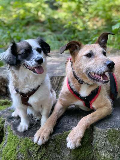 Dogorama Photo Challenge - Die besten Hundebuddys-Beitrag-Bild