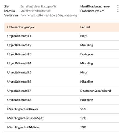 Mischlingshunde Foto Aufruf-Beitrag-Bild