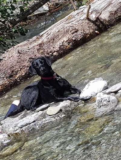 Dogorama-Monats-Challenge-Mai "Wasser"-Beitrag-Bild