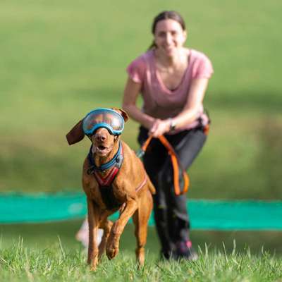 Hundetreffen-Canicross oder Gassi ohne Spiel-Bild