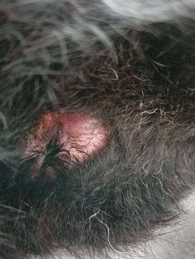 Blut am Po.-Beitrag-Bild