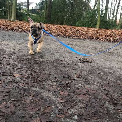 Hundetreffen-Welpentreff Gelsenkirchen und Umgebung-Bild