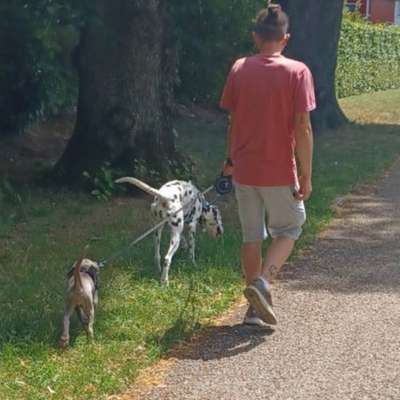 Hundetreffen-Spazieren im Raum Schwanenstadt.-Bild