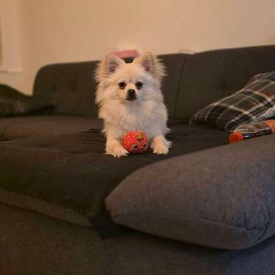 Hundetreffen-Hundetreffen in Reideburg-Bild