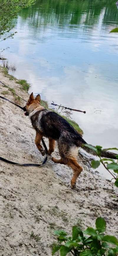 Dogorama-Monats-Challenge-Mai "Wasser"-Beitrag-Bild