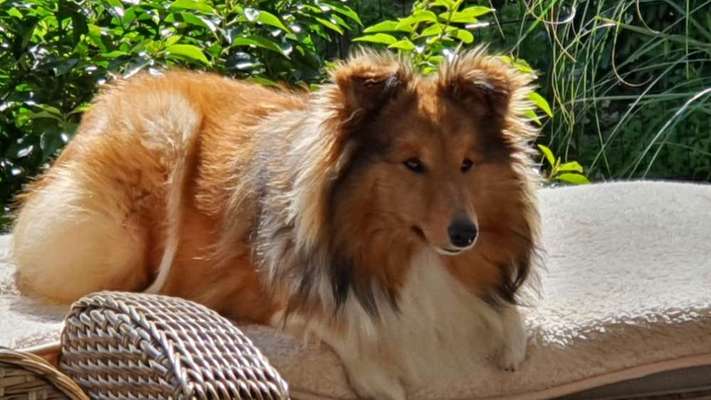 Wie kamst du zu deinem Hund?-Beitrag-Bild