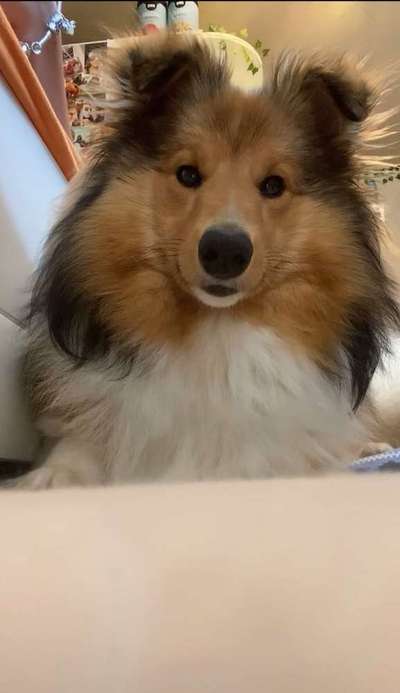 Wie kamst du zu deinem Hund?-Beitrag-Bild