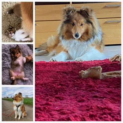 Wie kamst du zu deinem Hund?-Beitrag-Bild