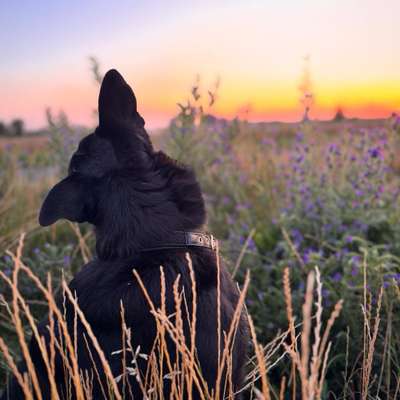 Hundetreffen-Gemeinsamer Spaziergang/Ausflug/Wanderung/-Bild