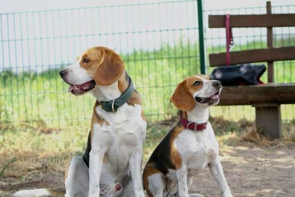 Hundetreffen-Beagle Treffen-Bild