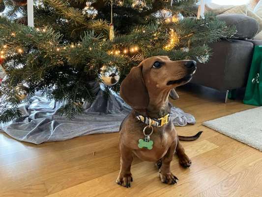 Reinrassige Hunde?-Beitrag-Bild