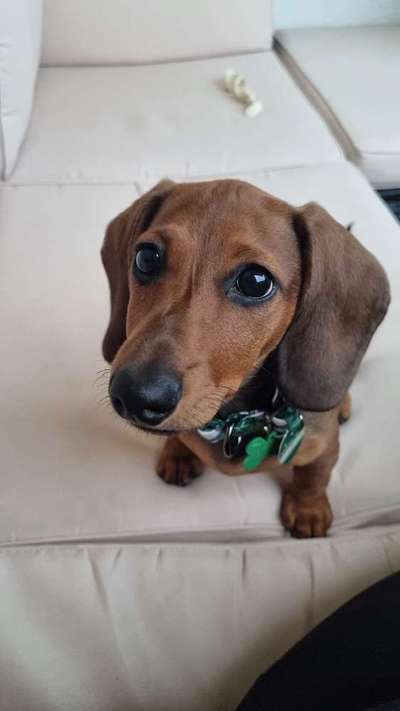 Welpen Bilder !-Beitrag-Bild