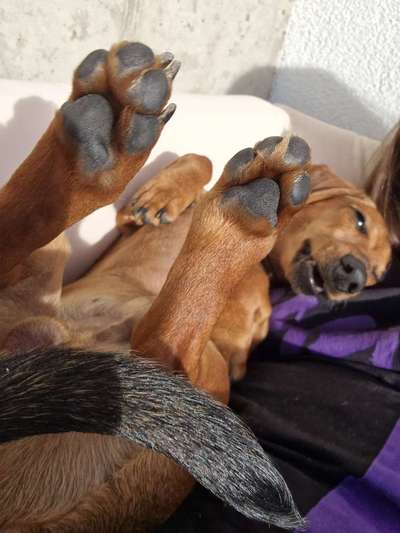 Reinrassige Hunde?-Beitrag-Bild