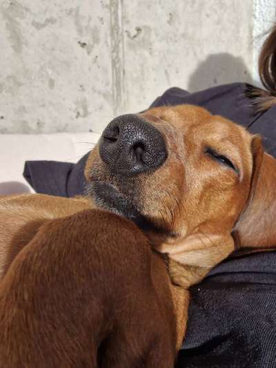 Reinrassige Hunde?-Beitrag-Bild