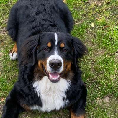 Hundetreffen-Hundetreffen auf der Hundewiese-Profilbild
