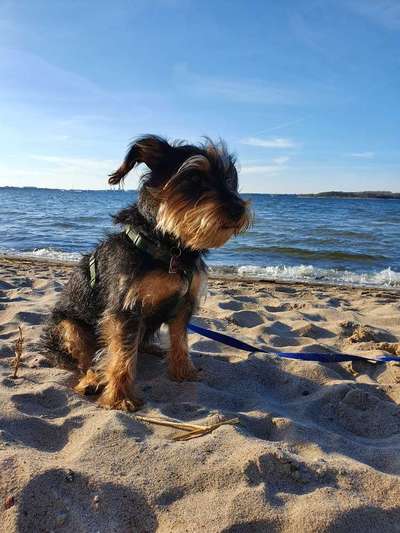 Auslandstierschutz-Beitrag-Bild