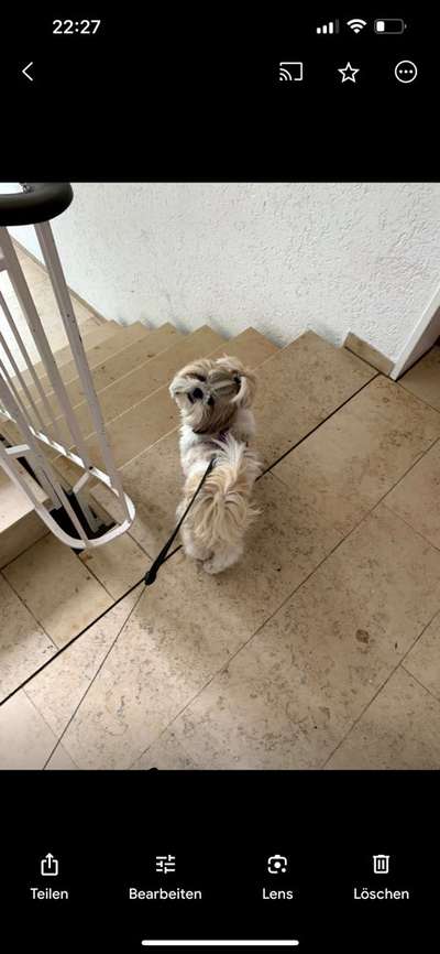 Hundetreffen-Spielkameraden gesucht, kleine Hunde 10 kg-Bild