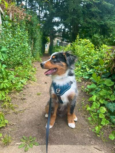 Hundetreffen-Junghundetreff Köln rechtsrheinisch-Bild