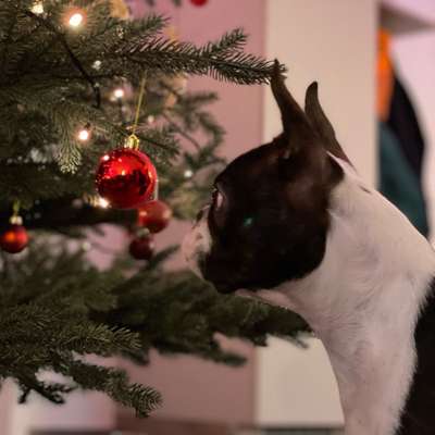 It's beginning to look a lot like.....-Beitrag-Bild