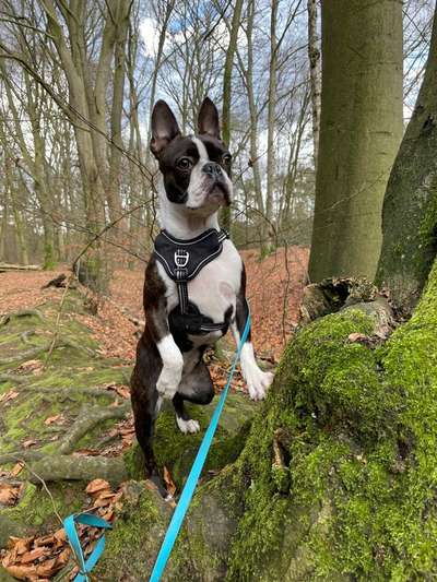 149. Foto Challenge: Wer ist hier der Boss!-Beitrag-Bild