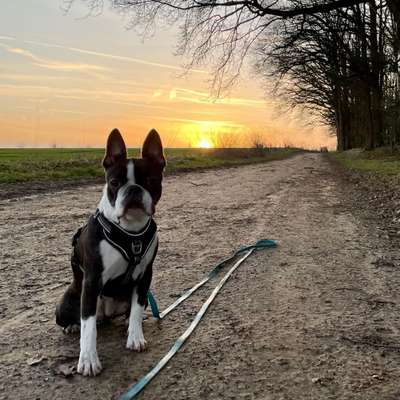 Boston Terrier Liebhaber❤️-Beitrag-Bild