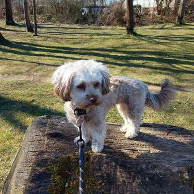 Hundetreffen-Bolonka-treffen-Profilbild