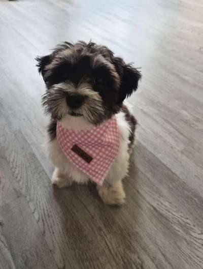 Maltipoo Freunde-Beitrag-Bild