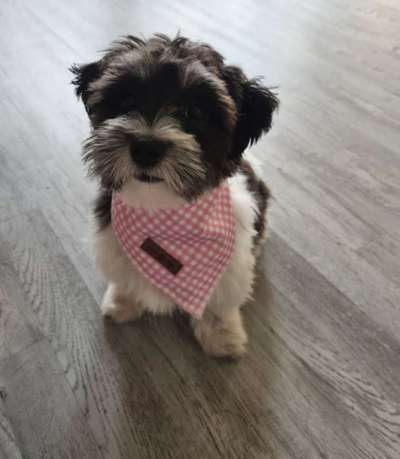 Die Dogorama Wochen Challenge-Beitrag-Bild