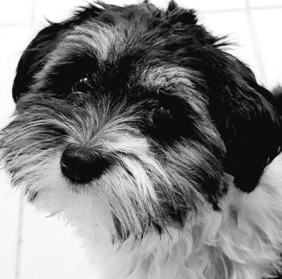 Zeigt her eure Pudel und Pudelmischlinge (:-Beitrag-Bild