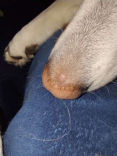 "Kruste" und jetzt heller Fleck auf der Nase...-Beitrag-Bild