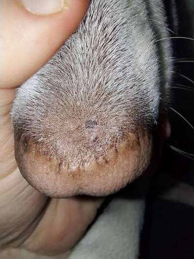 "Kruste" und jetzt heller Fleck auf der Nase...-Beitrag-Bild