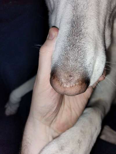 "Kruste" und jetzt heller Fleck auf der Nase...-Beitrag-Bild