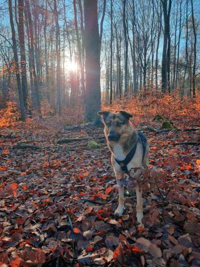 Hundetreffen-Hundetreffen im Tharandter Wald 🌲-Bild